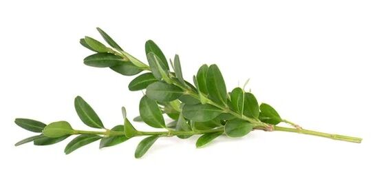 Az Ocuvit mirtuszlevél kivonatot tartalmaz